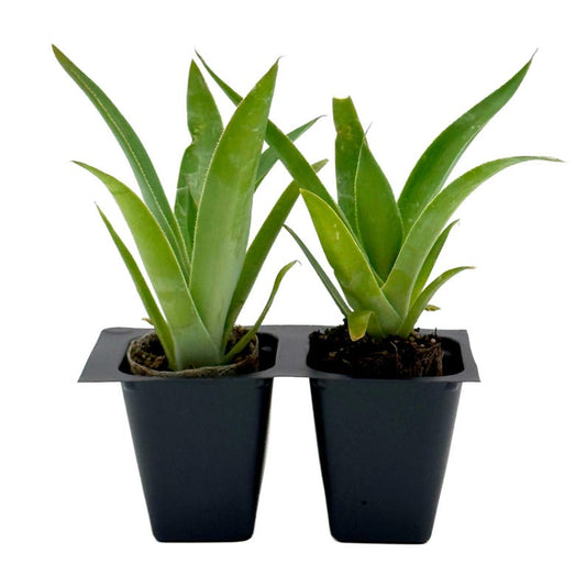 Blue Flame Agave Succulent | 2.5 Inch Nursery Cube | Agave attenuata x shawii-'blue flame' | Drought-Tolerant Plant for Xeriscapes
