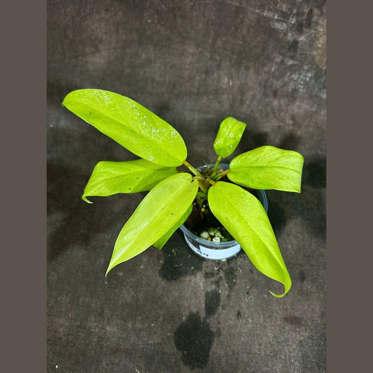 Variegated Philodendron Thai Sunrise Plant in Nursery Pot - Rare Tropical Houseplant - Indoor Greenery - Philodendron bipinnatifidum