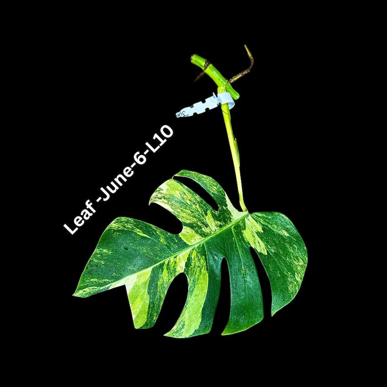 Monstera Cutting - High Variegated Aurea Borsigiana - Monstera Aurea Variegata - Tropical Houseplant - US Seller