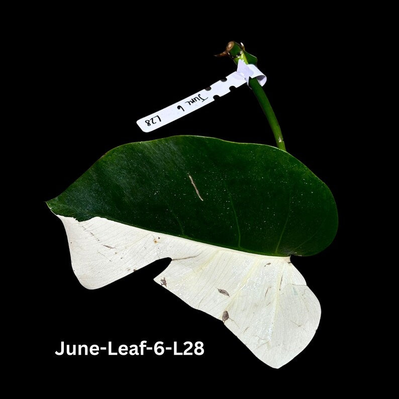 Variegated Monstera Albo Cutting - Rare White Monstera Borsigiana Albo - Live Indoor Plant - Monstera Deliciosa Variegata