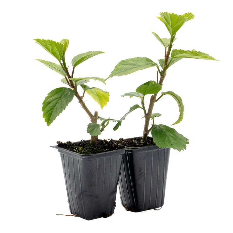 Kona Hibiscus Plant - 2.5-inch Pink Double-Blossom - Hibiscus rosa-sinensis Hybrid - Tropical Evergreen for Indoors/Outdoors