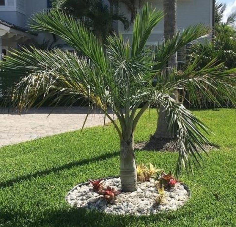 Buccaneer Palm Tree - Live Plant, Tropical Pseudophoenix Sargentii, Hardy Fronds, Exotic Landscape Accent, Indoor/Outdoor Garden Decor