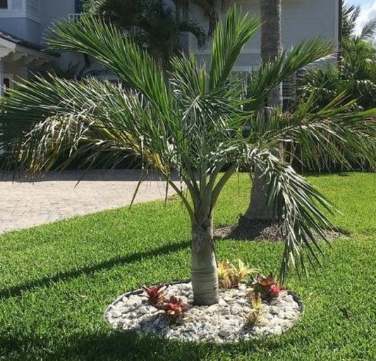 Buccaneer Palm Tree - Live Plant, Tropical Pseudophoenix Sargentii, Hardy Fronds, Exotic Landscape Accent, Indoor/Outdoor Garden Decor