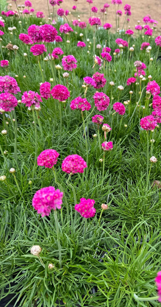Armeria Sea Pink Plant in 3 Inch Pot - Armeria maritima - Coastal Perennial Ground Cover with Pink Flowers
