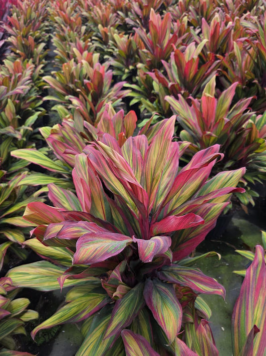 Ti Plant - 3 Gallon - Cordyline fruticosa 'Harlequin' - Indoor/Outdoor Tropical Houseplant for Landscaping & Decor