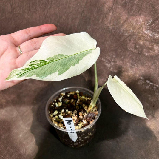 Variegated Monstera Albo Plant - Rare White Monstera Borsigiana - Exact Indoor Houseplant - Unique Leaf Variety - US Seller