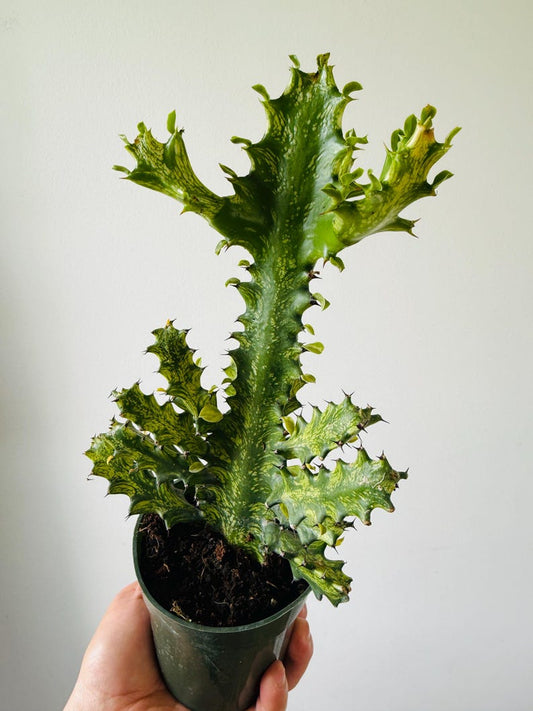 Variegated Euphorbia Trigona Cactus - Gold & Cream - 4” Live Houseplant - Rare Bohemian Decor - Low Maintenance Indoor Plant