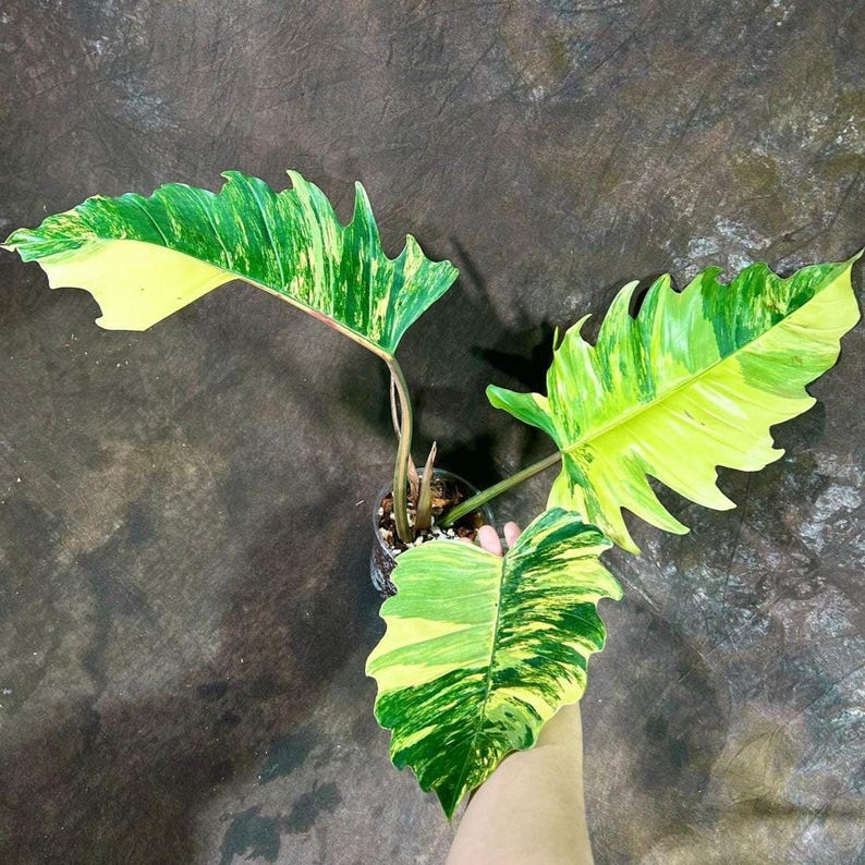 Variegated Philodendron Caramel Marble Plant in Pot - Rare Indoor Collector Plant - Philodendron 'Caramel Marble'