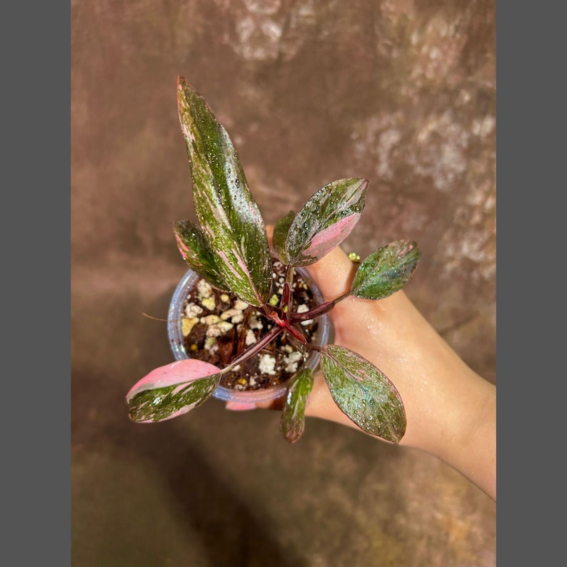 Variegated Philodendron Pink Princess Marble - Live Indoor Houseplant - Rare Collector Plant - Philodendron erubescens 'Pink Princess'