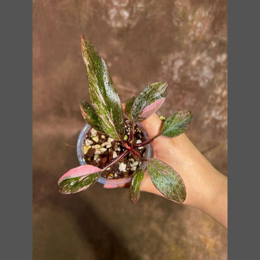 Variegated Philodendron Pink Princess Marble - Live Indoor Houseplant - Rare Collector Plant - Philodendron erubescens 'Pink Princess'