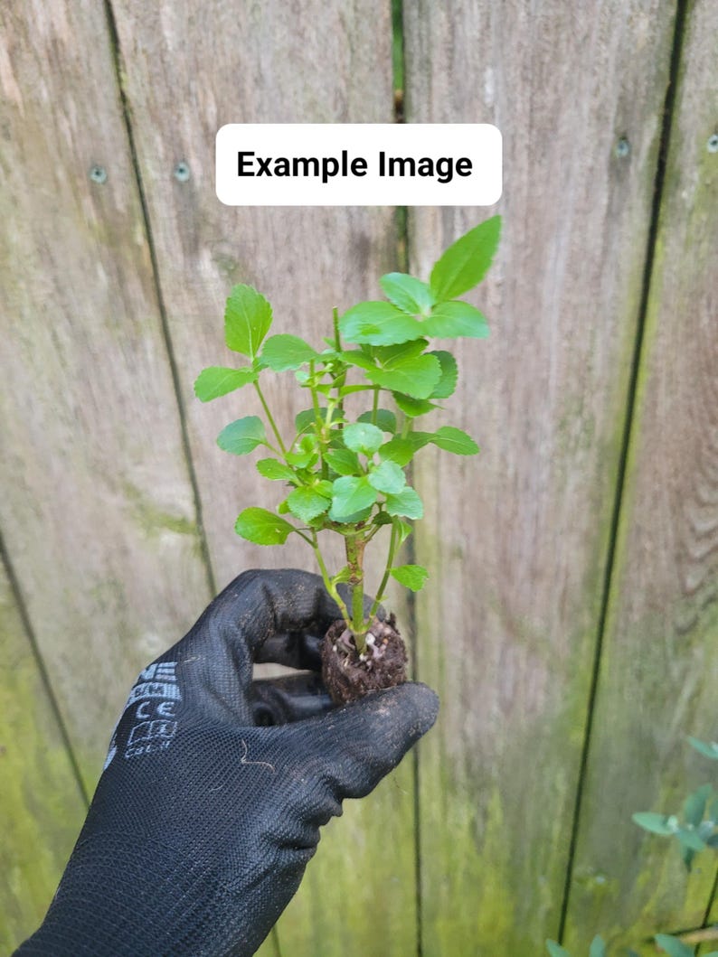 Ageratum Houstonianum Monarch Magic Starter Plant | Spreading Habit | Bare Root | Low Maintenance Garden Flower