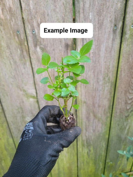 Ageratum Houstonianum Monarch Magic Starter Plant | Spreading Habit | Bare Root | Low Maintenance Garden Flower