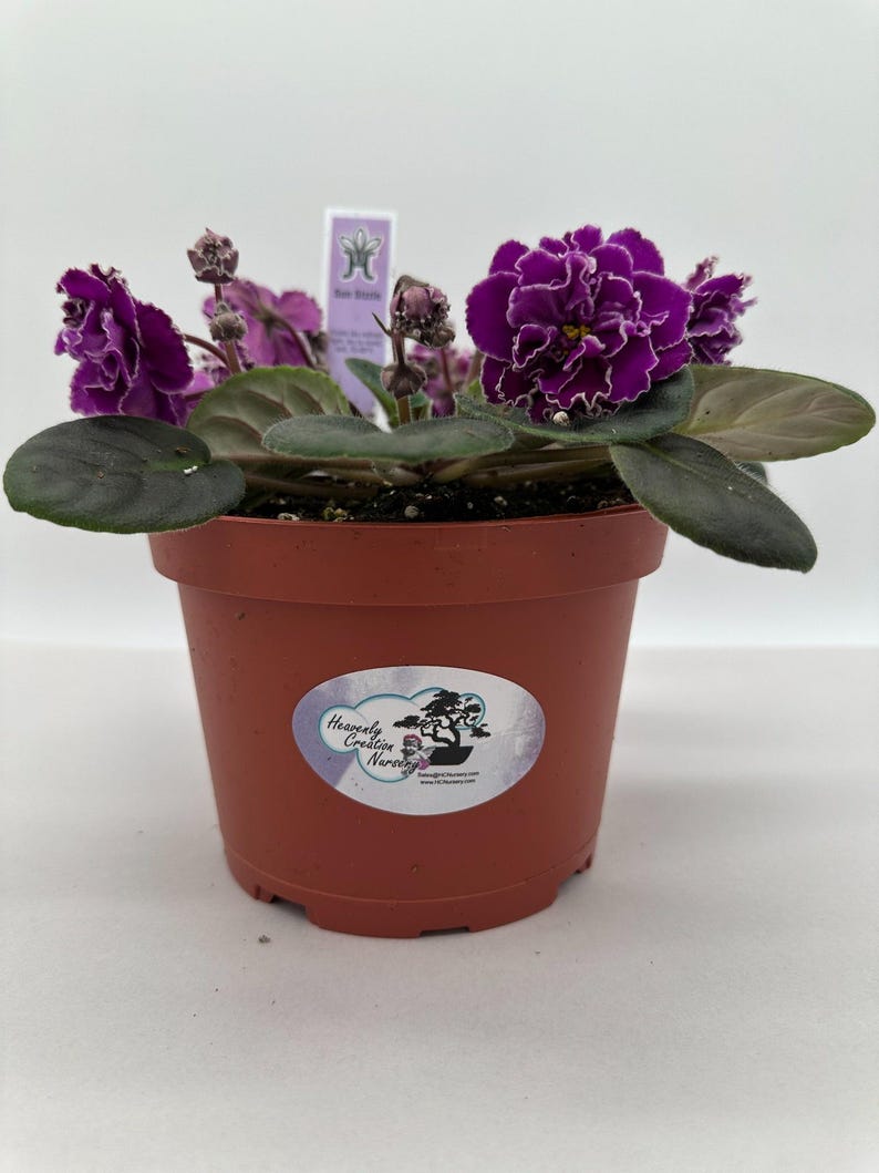 Live African Violet 6" Plant - Sun Sizzle Variety (Saintpaulia) - Vibrant Blooms, Compact Houseplant for Indoor Enjoyment