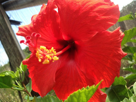 Brilliant Red Tropical Hibiscus Live Plant - Starter Size, Disease Resistant, Hibiscus rosa-sinensis, 4" Root Zone