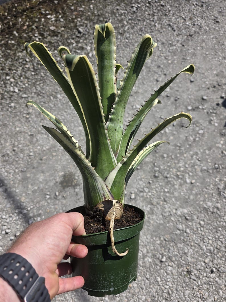 Hohenbergia Edmundoi Karla Albo Bromeliad Plant - Outdoor Grown, Minor Blemishes - Unique Tropical Houseplant