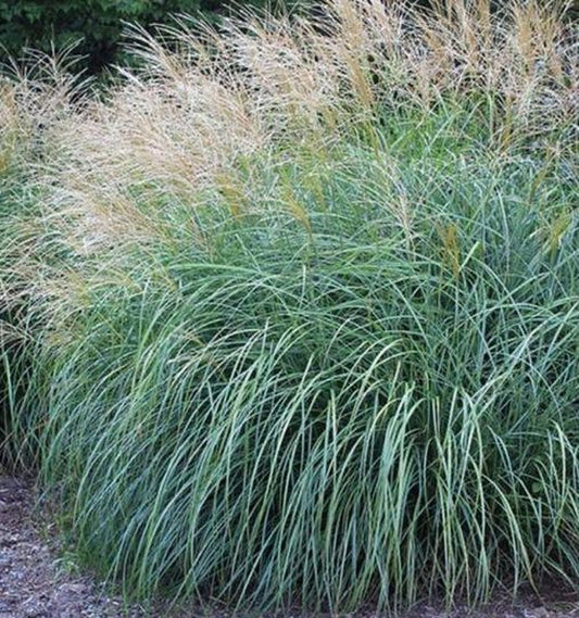 Adagio Maiden Grass Plant - Miscanthus sinensis, Fast Growing Ornamental Grass with White-Cream Plumes for Borders and Erosion Control