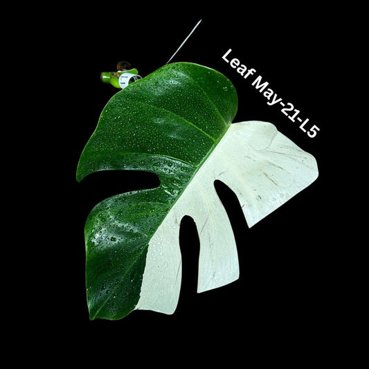 Variegated Monstera Cutting - White Monstera Albo - Rare Monstera Borsigiana Albo - Indoor Houseplant - Monstera Deliciosa