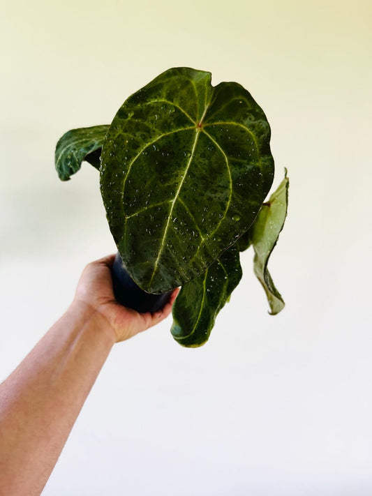 Anthurium Forgetii Dark Form - Very Large Live Houseplant in 4” Pot - Rare Aroid with Dark Green Foliage and Unique Veining