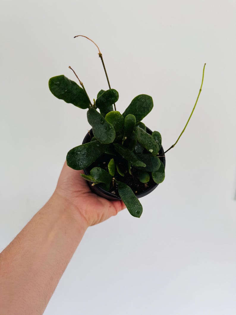 Hoya Rotundiflora Plant - 4” Pot - Fuzzy Leaf Hoya - Easy Care Houseplant - Hoya Species for Home Decor