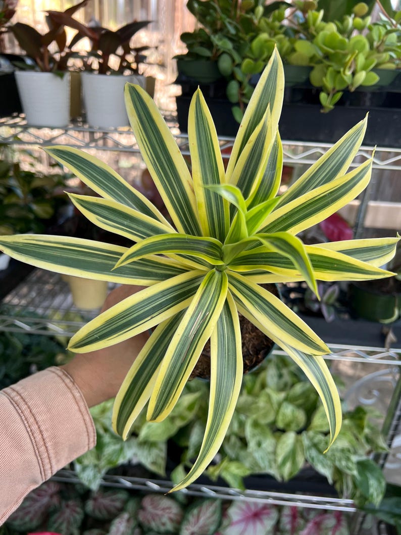 4” Live Pleomele Song of India Plant, Easy Care Houseplant, Dracaena reflexa, Bright Indoor Decor