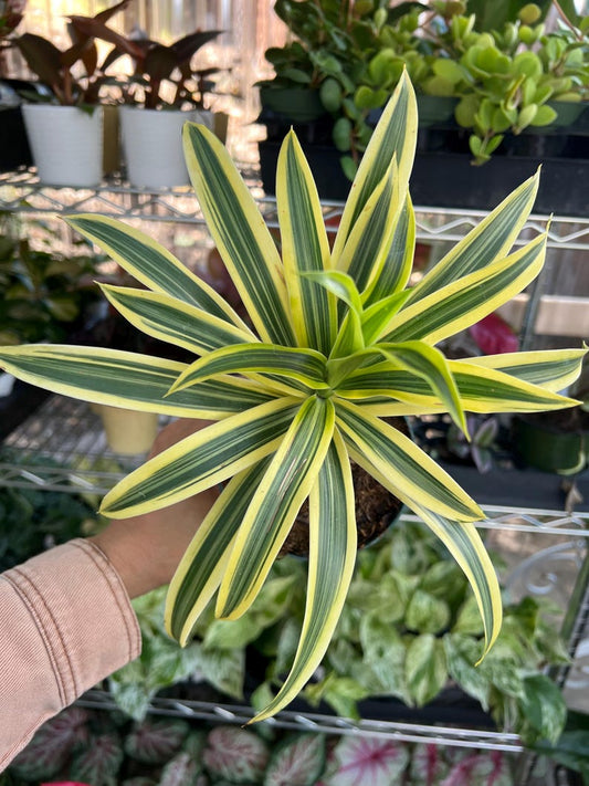 4” Live Pleomele Song of India Plant, Easy Care Houseplant, Dracaena reflexa, Bright Indoor Decor