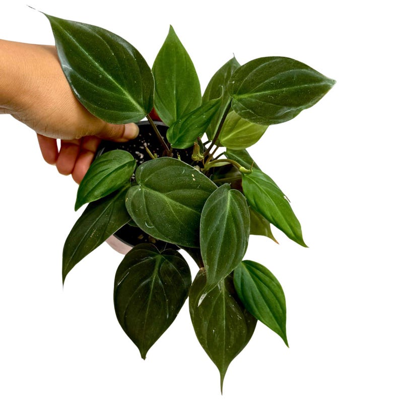 Philodendron Micans Velvet - 4" Grow Pot - Heartleaf - Rare Indoor Plant - Easy Care Houseplant - Velvet Leaf