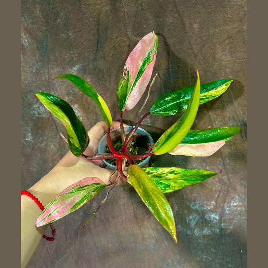 Variegated Philodendron Strawberry Shake Plant - Rare Collector Houseplant - Philodendron erubescens - US Seller