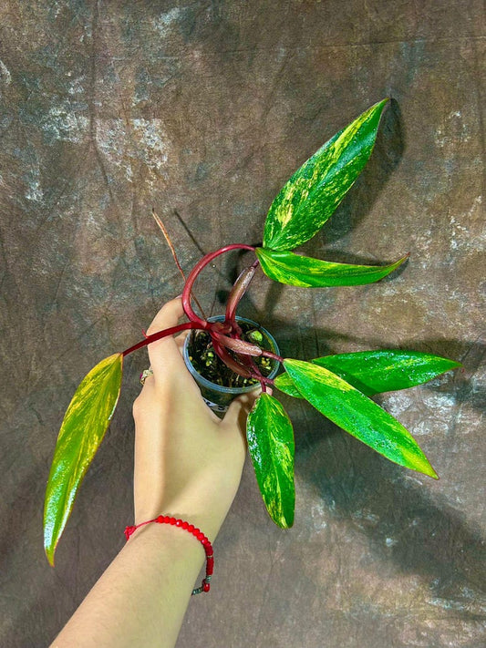 Variegated Philodendron Strawberry Shake Plant - Rare Indoor Houseplant - Philodendron erubescens