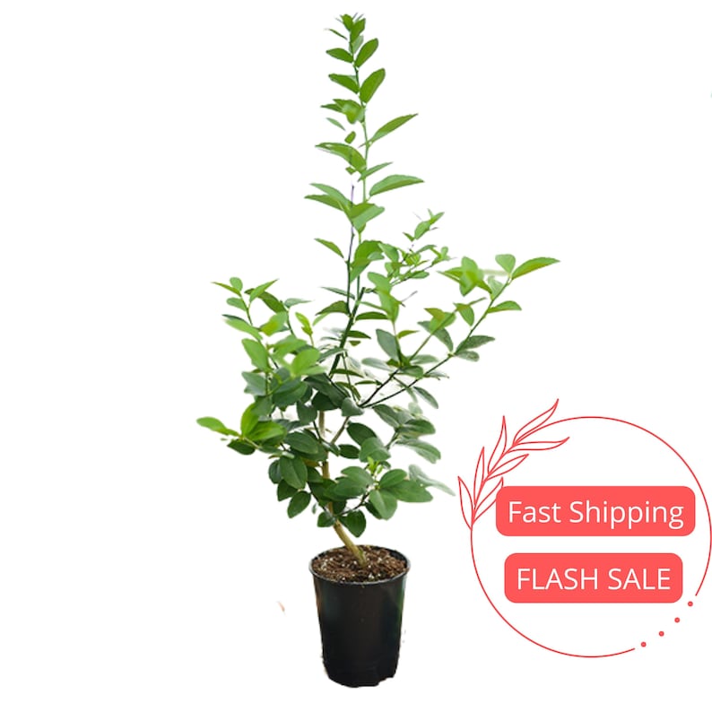 Key Lime Citrus Fruit Tree Live Plant | 5" Grafted Keylime for Indoor Outdoor Garden | Edible Citrus Plant - Citrus aurantiifolia