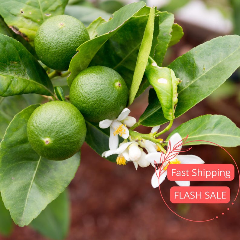 Persian Lime Tree Live Plant in 5" Pot | Grafted Citrus | Edible Indoor/Outdoor Garden | Citrus latifolia