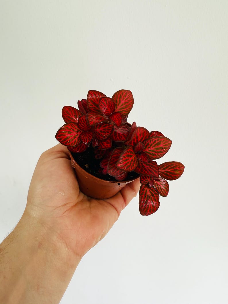 Fittonia Red Velvet Plant - 3” Live Nerve Plant - Easy Care Beginner Houseplant - Fittonia albivenis