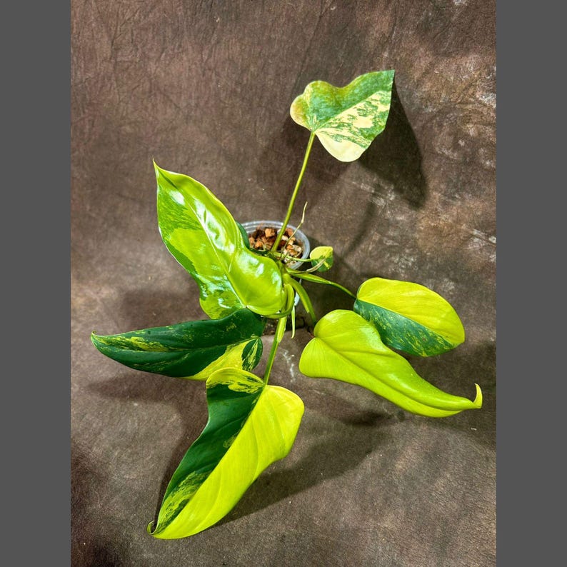 High Variegated Philodendron Bipennifolium in Nursery Pot - Philodendron Bipennifolium Plant - Unique Horsehead Variety