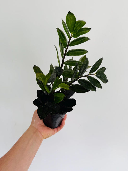 Black ZZ Dwarf Leaf Plant - 4” Pot - Zamioculcas Zamiifolia - Low Light, Easy Care, Air Purifier, Drought Tolerant
