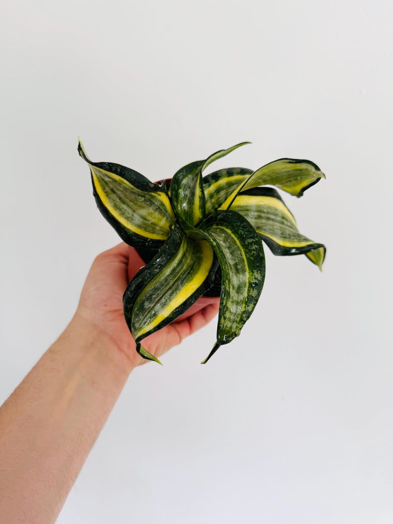 Sansevieria Henny’s Gold Live Plant 4” Pot - Rare Snake Plant - Sansevieria Trifasciata - Twisted Foliage with Variegation