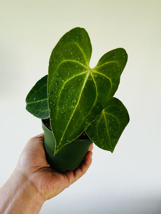 Anthurium Crystallinum x Besseae Aff - Rare Aroid Live Houseplant in 4” Pot - Easy Care Tropical Plant