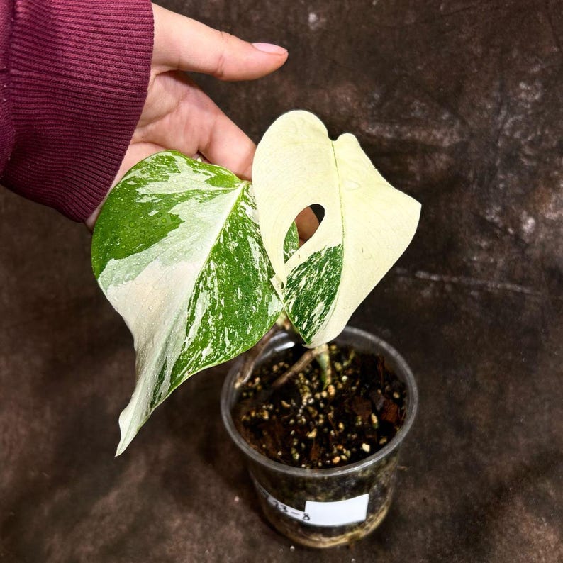 Variegated Monstera Albo Plant - Rare White Borsigiana - Baby Leaf Indoor Houseplant - Exact Plant - US Seller