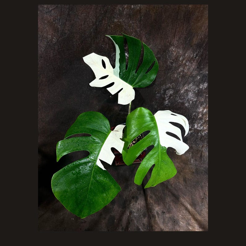 Variegated Monstera Albo Plant - Rare Indoor White Borsigiana - Unique Half-Moon Leaf - Monstera Albo Borsigiana - Exact Plant