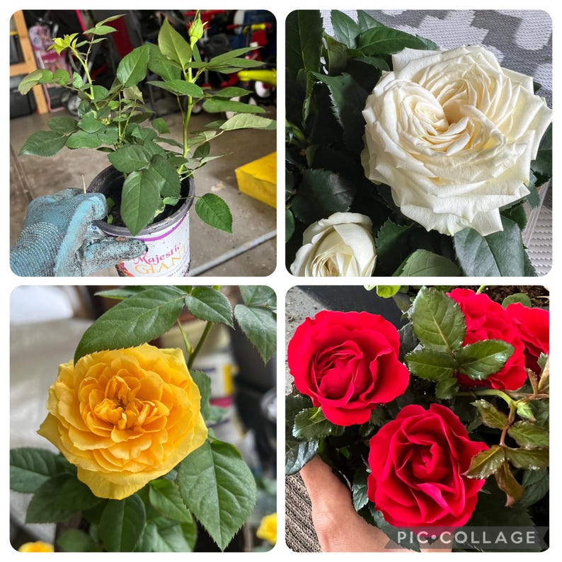 Mini Rose Plants - 3 Pack - Yellow, Red, White Varieties - Rosa spp. - Ideal Indoor/Outdoor Garden Decor