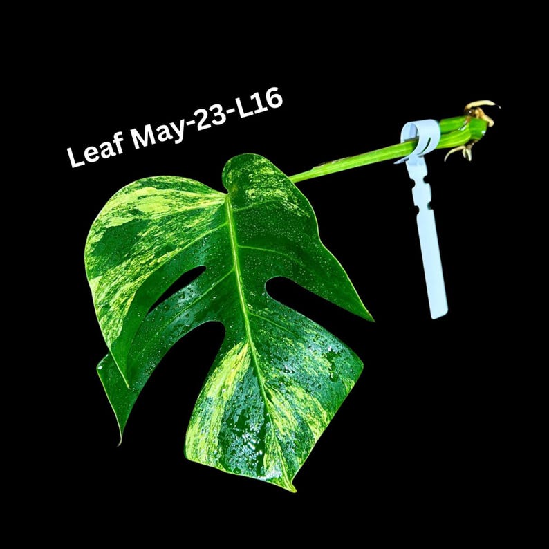 Monstera Cutting - High Variegated Borsigiana - Monstera Aurea Variegata - Rare Tropical Houseplant - Monstera deliciosa 'Aurea'