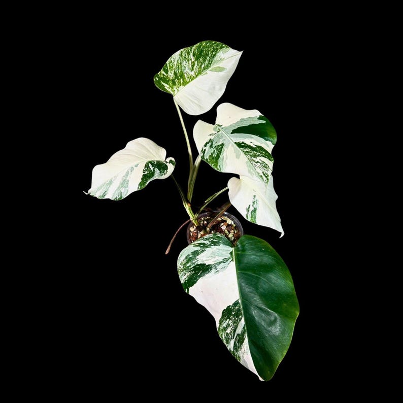 Variegated Monstera Albo Plant - Rare White Monstera Borsigiana - Indoor Houseplant - Exact Plant - US Seller - Albo Monstera