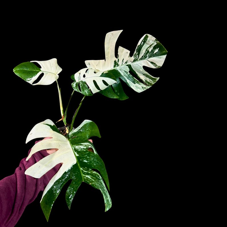 Variegated Monstera Albo Plant - Rare White Monstera Albo Borsigiana - Indoor Houseplant - US Seller - Exact Plant