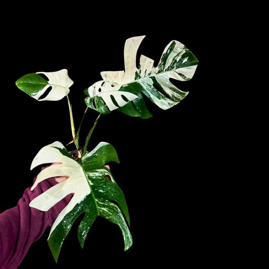 Variegated Monstera Albo Plant - Rare White Monstera Albo Borsigiana - Indoor Houseplant - US Seller - Exact Plant
