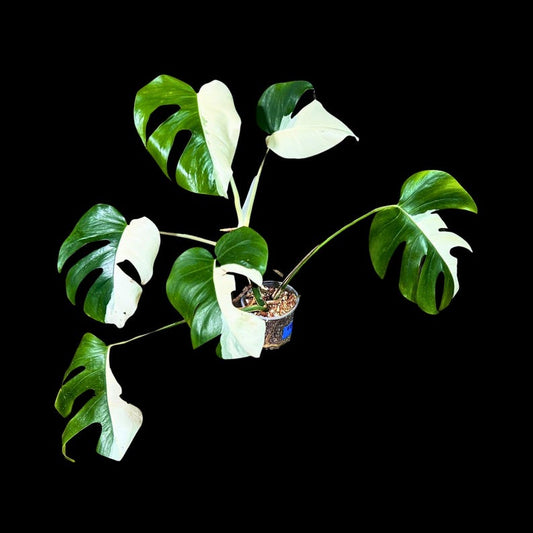 Variegated Monstera Albo Plant - Rare White Borsigiana - Indoor Houseplant - Exact Plant - Live Plant by US Seller