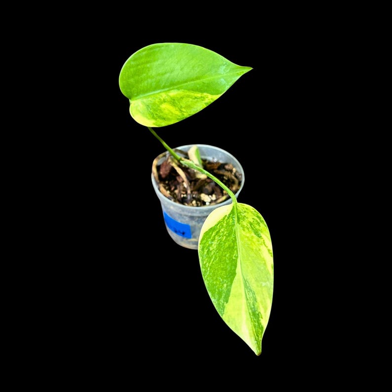 Monstera Aurea Variegated Borsigiana Potted Plant in Nursery Pot - Monstera Marmota - Tropical Houseplant for Indoor Decor