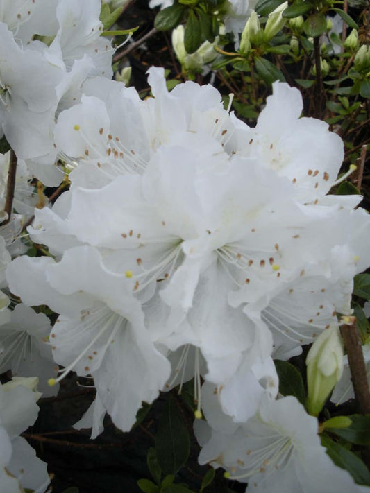 Azalea Shrub Starter Plant 5-10” Girard's Pleasant White Rhododendron obtusum, Hardy in Zones 4-9 - Free Shipping
