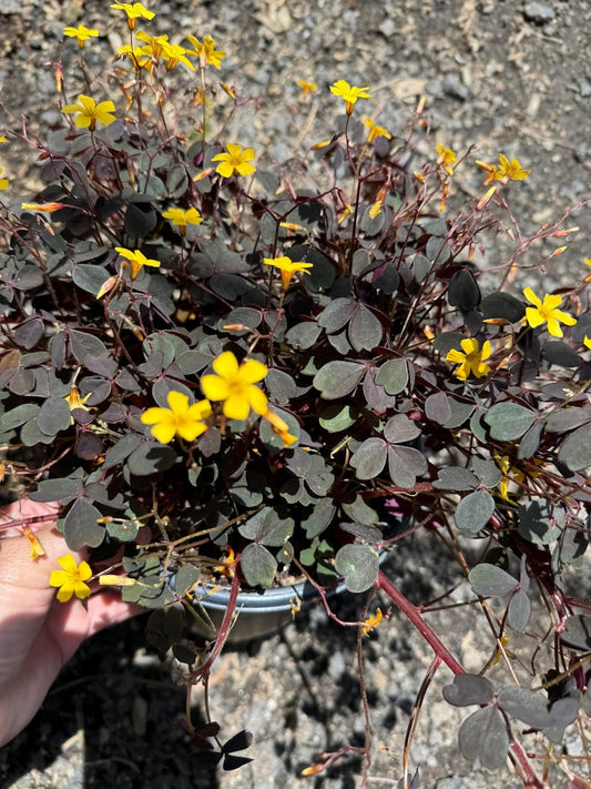 Burgundy Oxalis Live Plant in 6-Inch Pot | Oxalis triangularis | Purple Shamrock | Easy Care Houseplant