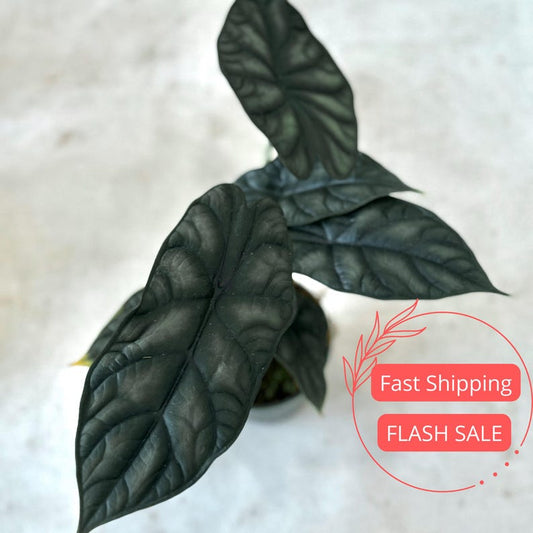 Alocasia Dragon Scale Live Plant 4" Pot | Rare Indoor Tropical House Plant | Alocasia Corm - Air Purifying Foliage