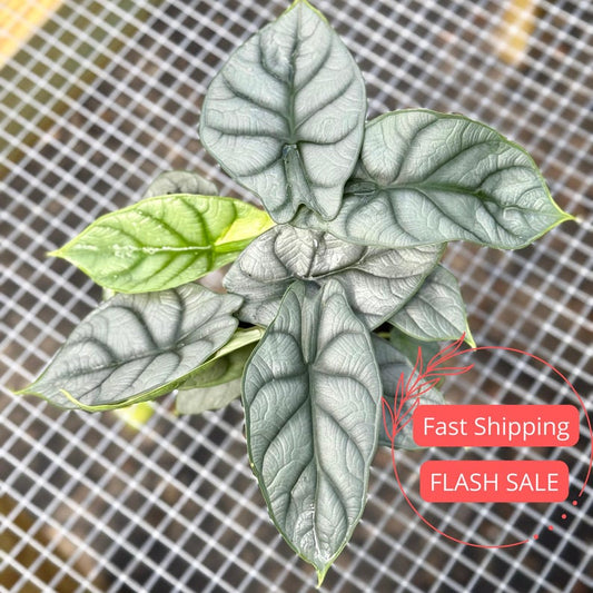 Alocasia Silver Dragon Live Plant 4" Pot | Rare Tropical Indoor Plant | Alocasia Corm Silver Dragon Scale | Air Purifying