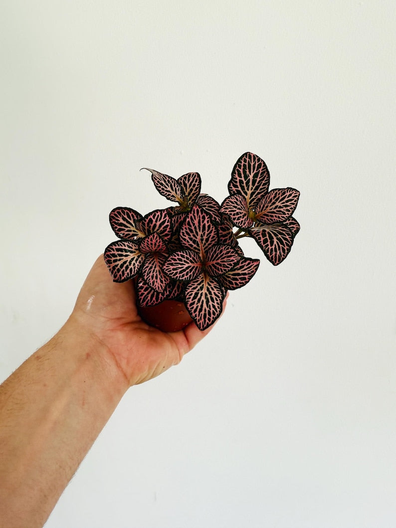 Fittonia Pink Angel Plant - 3” Pot - Nerve Plant - Easy Care Houseplant - Fittonia albivenis