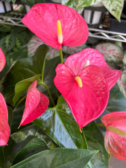 Anthurium Plant 6" Pink Blooms, Live Houseplant, Easy Care - Anthurium andraeanum